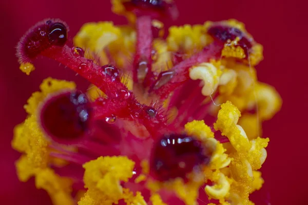Hibiscus çiçek aşırı makro closeup stüdyo shoot10