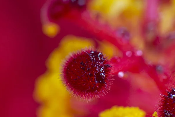 Hibiscus çiçek aşırı makro closeup stüdyo ateş 11