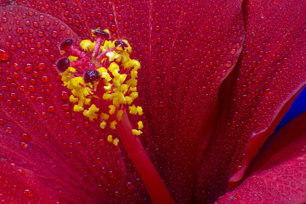 Hibiscus çiçek aşırı makro closeup stüdyo ateş 17