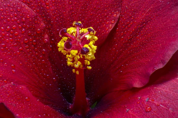 Hibiscus çiçek aşırı makro closeup stüdyo çekimi 18 — Stok fotoğraf