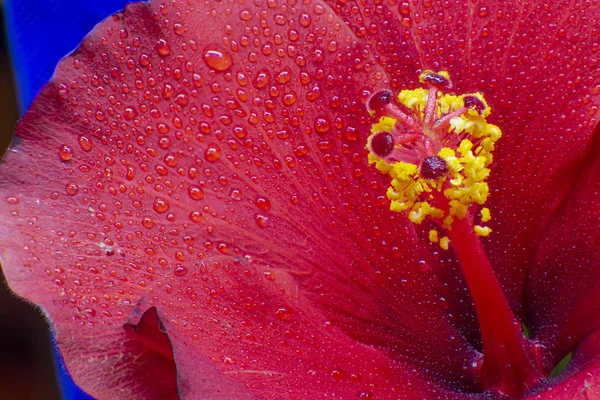 Hibiscus çiçek aşırı makro closeup stüdyo ateş 22
