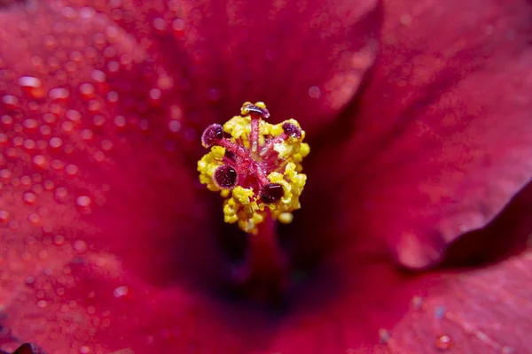 Hibiscus çiçek aşırı makro closeup stüdyo ateş 25 — Stok fotoğraf