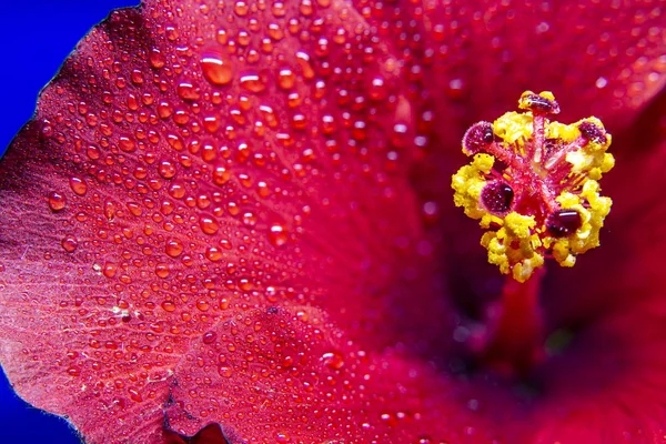 Hibiscus çiçek aşırı makro closeup stüdyo ateş 26