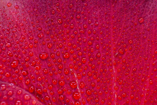 Hibiscus bloem extreme macro close-up studio shoot 27 — Stockfoto