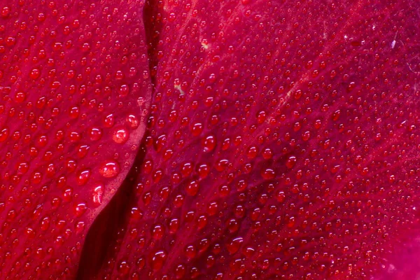 Hibiscus flower extreme macro closeup studio shoot 28 — Stock Photo, Image