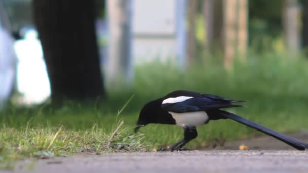 Magpie Äta Gatan Med Trafik Bakgrund Långskott — Stockvideo