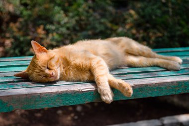 Genç başıboş kırmızı kedi parktaki ağaçların altındaki ahşap bankta uyur, yaz aylarında..