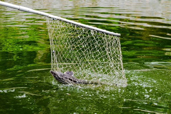 The caught fish (sterlet) is taken out of the water with a net