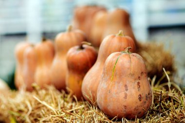 Bir kaç balkabağı samanlıkta yatıyor, balkabağının yakınında.