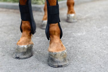 Atın bacakları koruyucu pedlerde.