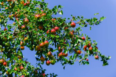 Olgun armutlar gökyüzüne karşı bir dala tutunuyorlar