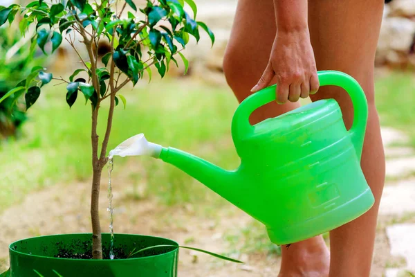 Uma Mulher Está Regando Uma Lata Água Ficus Benjamin — Fotografia de Stock