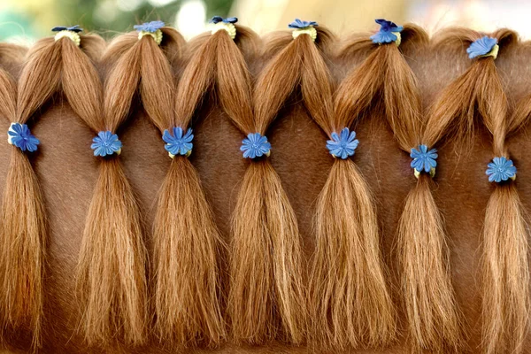 Horse Mane Hairdo — Stock Photo, Image