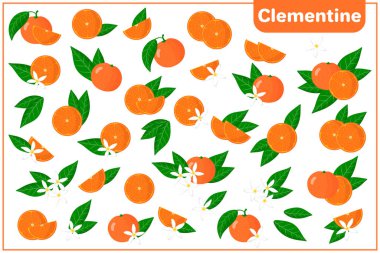 Clementine 'in kesilmiş egzotik meyveleri, çiçekleri ve yaprakları beyaz arka planda izole edilmiş.