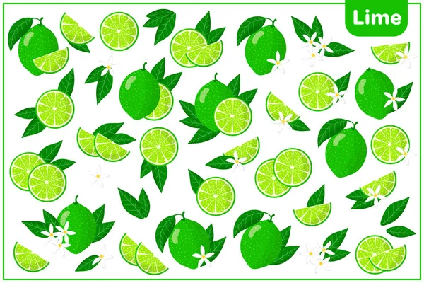 Beyaz zemin üzerinde limon dilimi, egzotik meyveler, çiçekler ve yapraklar bulunan vektör karikatür çizimleri.