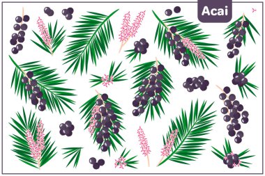Acai egzotik meyve, çiçek ve yaprakları beyaz arkaplanda izole edilmiş vektör karikatür çizimleri