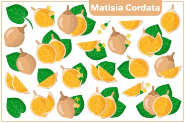 Kesik Matisia Cordata egzotik meyveleri, çiçekleri ve beyaz arka planda izole edilmiş yaprakları olan vektör karikatür çizimleri.