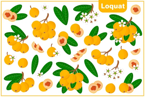 ベクトル漫画のイラストのセット全体 カットスライス Loquatエキゾチックな果物 花や葉を白い背景に隔離 — ストックベクタ