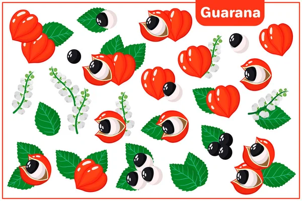 Guarana 'nın egzotik meyve, çiçek ve yapraklarıyla beyaz arkaplanda izole edilmiş vektör karikatür çizimleri