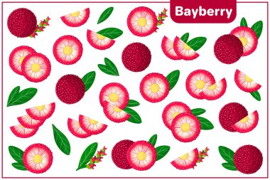 Set of vector cartoon illustrations with whole, half, cut slice Bayberry exotic fruits, flowers and leaves isolated on white background clipart