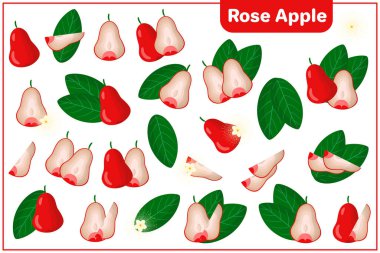 Semarang Rose Apple Free Vector Eps Cdr Ai Svg Vector Illustration Graphic Art