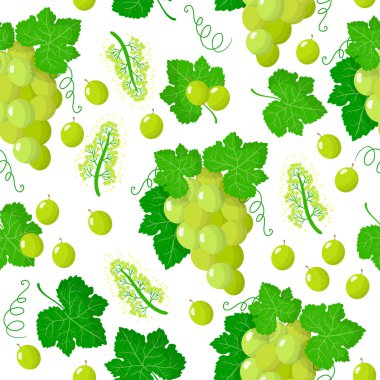 Beyaz arka planda Vitis vinifera ya da beyaz üzüm, egzotik meyve, çiçek ve yapraklarla ağ, baskı, kumaş dokusu ya da duvar kağıdı içeren vektörsüz çizgi film deseni