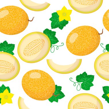 Vector cartoon seamless pattern with Cucumis melo or Melon exotic fruits, flowers and leafs on white background for web, print, cloth texture or wallpaper clipart