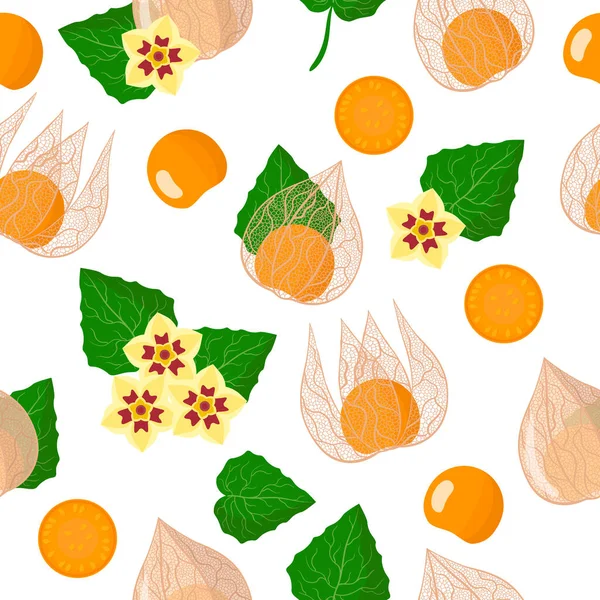 Patrón Sin Costura Dibujos Animados Vectoriales Con Physalis Peruviana Cape — Vector de stock