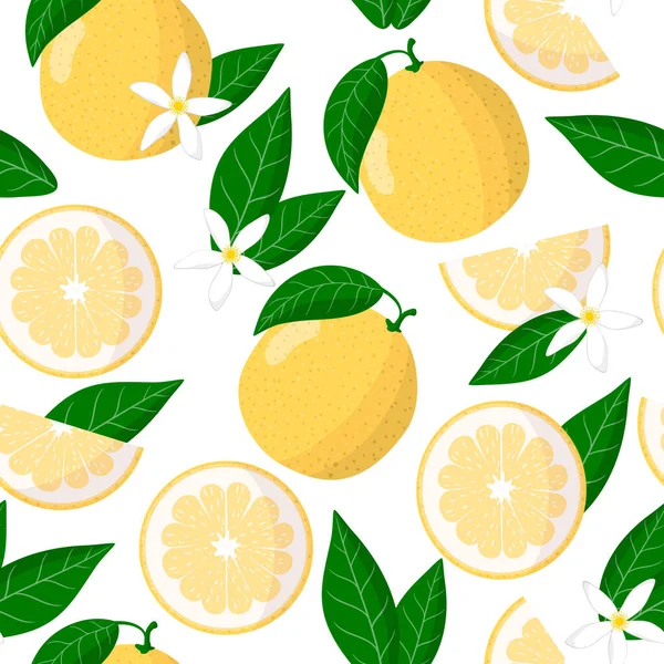 Patrón Sin Costura Dibujos Animados Vectoriales Con Citrus Grandis Citrus — Vector de stock