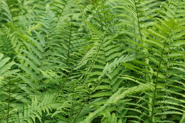 Naturlig Grön Bakgrund Från Tjock Plexus Ormbunksblad — Stockfoto