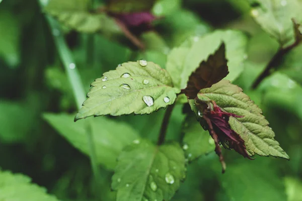 Green Leaves Rain Drops Water — Stock Photo, Image