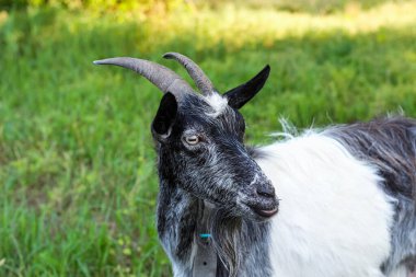 Sakallı siyah beyaz boynuzlu bir keçinin portresi.