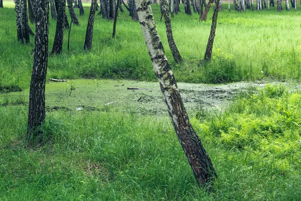 Прекрасное Зеленое Болото Среди Березовых Рощ Папоротников — стоковое фото