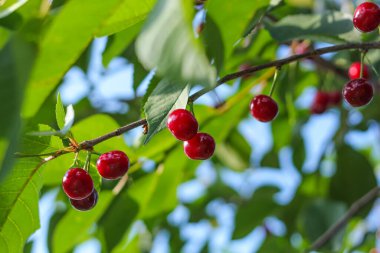 Bahçede olgun kırmızı böğürtlenli kiraz dalı