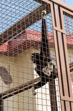Hayvanat bahçesindeki siyah maymun kuşhanenin ızgarasında asılı.