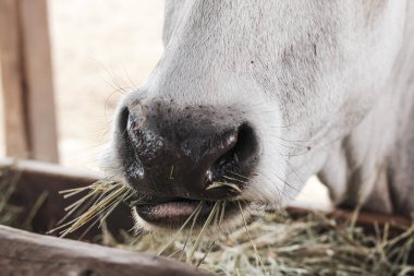 Hayvanat bahçesinde saman çiğneyen beyaz bir ineğin portresi
