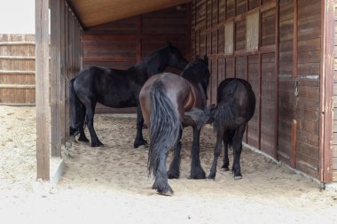 Hayvanat bahçesindeki koyu kahverengi atlar. Annenle tay..