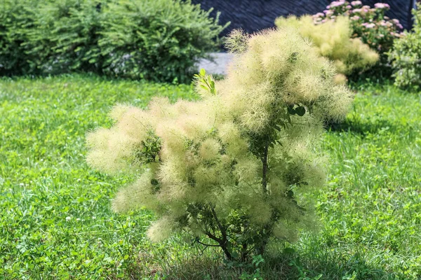 Fluffig Grön Buske Gräsmattan Solig Dag — Stockfoto