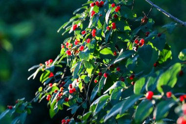 Koyu yeşil arka plan. Gün batımında kırmızı böğürtlen