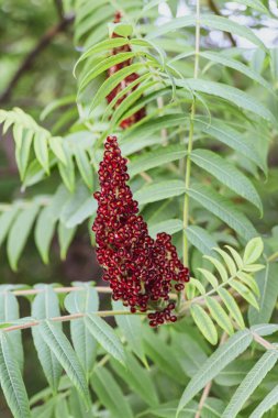 Sumach çıplak Rhus gl sutyeni. Ergenlik çağında paniklemiş çalılar ya da küçük ağaçlar..