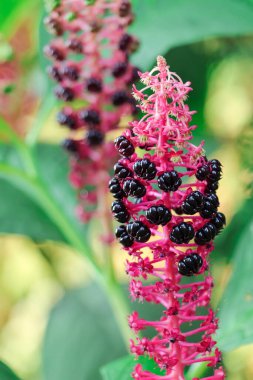 Pembe kızılcık, püskül ve böğürtlenli Phytolacca amerikan bitkisi.