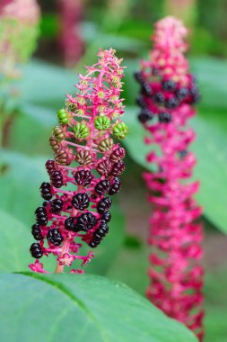 Pembe kızılcık, püskül ve böğürtlenli Phytolacca amerikan bitkisi.