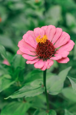 Pembe çiçek Zinnia zarifleri dikey yeşil arkaplanda
