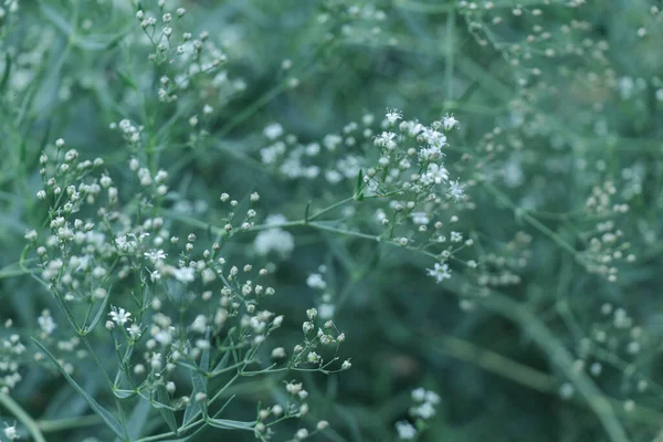Osvěžující Zelená Barva Přírodní Pozadí Bílou Gypsophila Květy — Stock fotografie