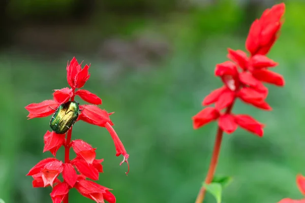 Cetonia Aurata Zelený Brouk Sedí Červených Květinách Vodorovně — Stock fotografie