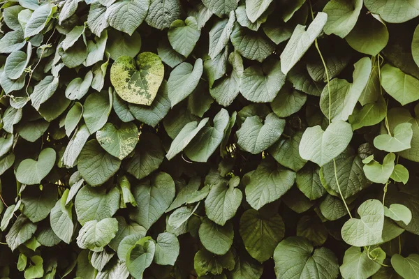 Green Dark Decorative Wall Climbing Plant Leaves — Stock Photo, Image