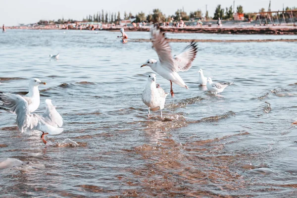 Una Bandada Gaviotas Marfil Agua Orilla Del Mar Azov Ucrania —  Fotos de Stock