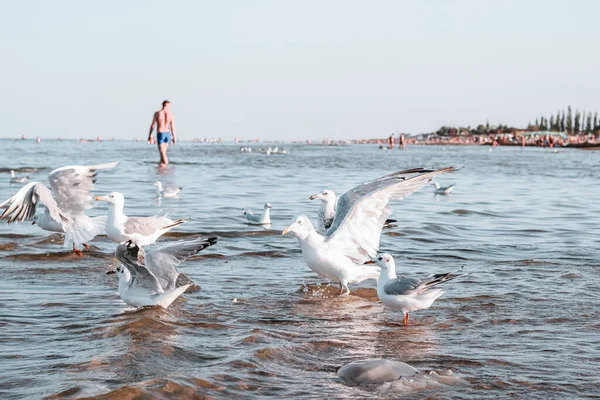 A flock of ivory gulls in the water on the shore of the Azov Sea of Ukraine — Stock Image Flock Ivory Gulls Water Shore Azov Sea Ukraine Royalty Free Stock Photos