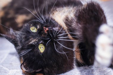 Yüzünde üç renkli bir kedinin portresi.