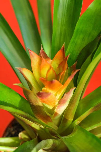 Guzmania Ist Eine Gattung Immergrüner Krautiger Pflanzen Aus Der Familie — Stockfoto